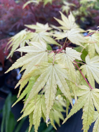 Thumbnail for Acer palmatum 'Daidai haru' Yellow Japanese Maple - Maple Ridge Nursery