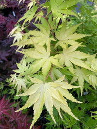 Thumbnail for Acer palmatum 'Daidai haru' Yellow Japanese Maple - Maple Ridge Nursery