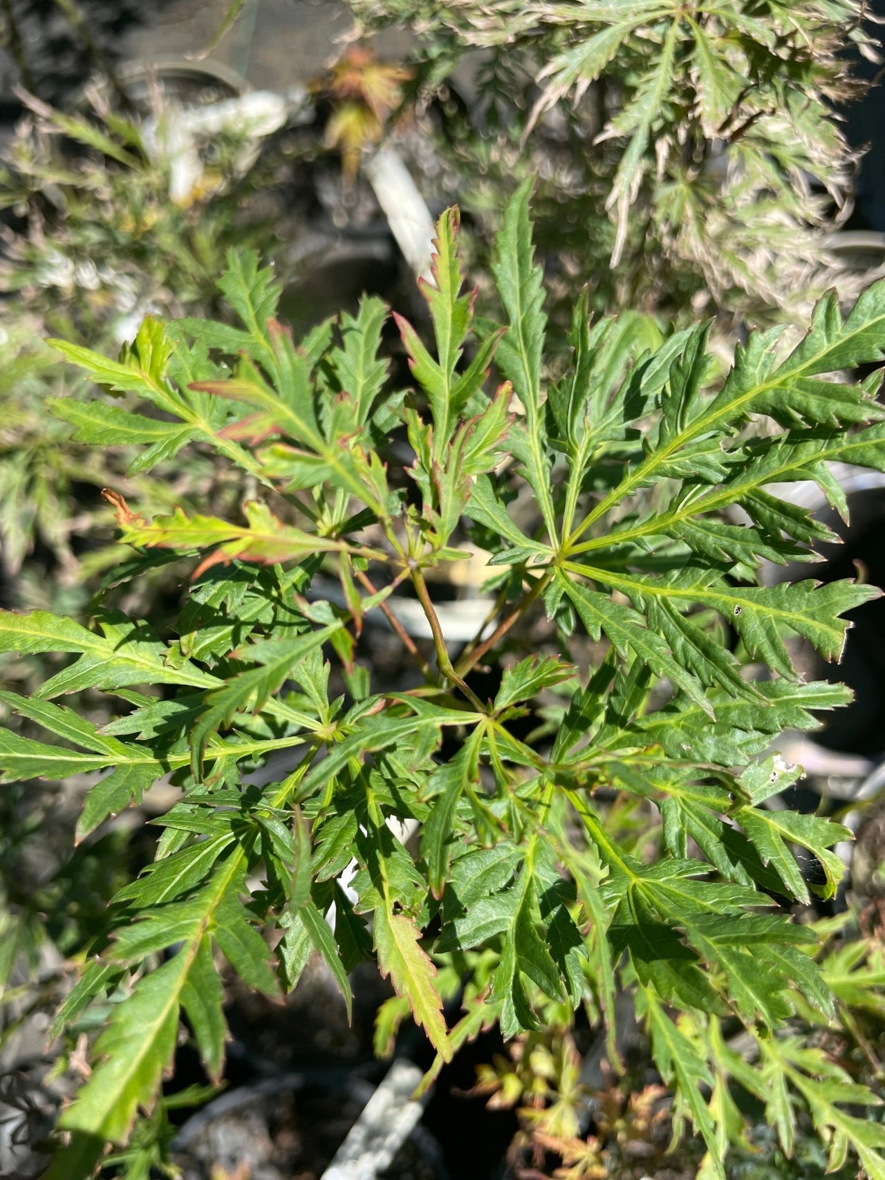 Acer palmatum 'Demi Sec' Green Dwarf Japanese Maple - Maple Ridge Nursery