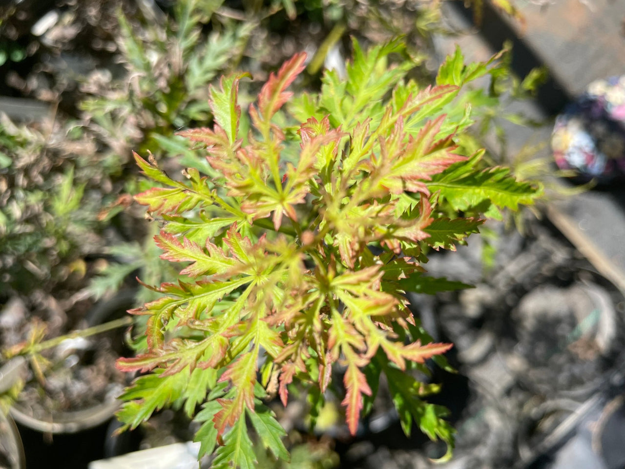 Acer palmatum 'Demi Sec' Green Dwarf Japanese Maple - Maple Ridge Nursery