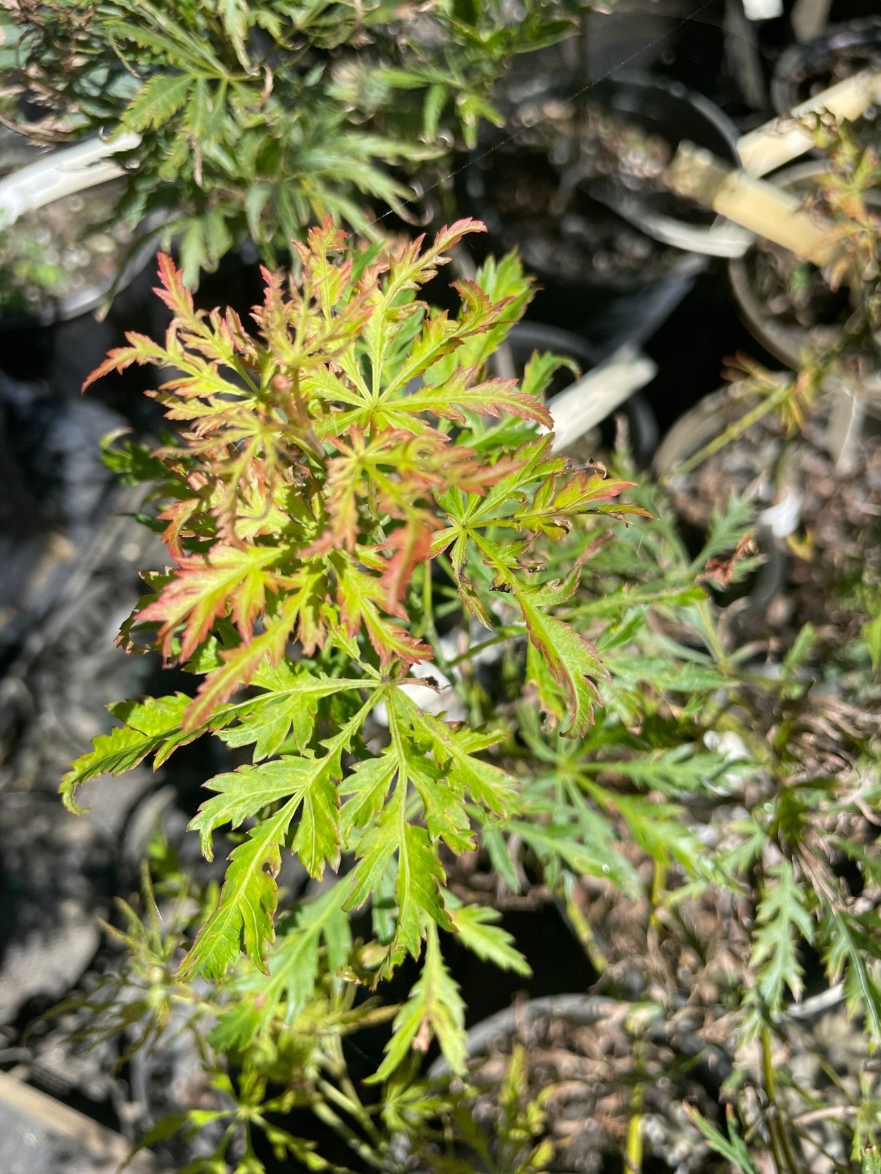 Acer palmatum 'Demi Sec' Green Dwarf Japanese Maple - Maple Ridge Nursery