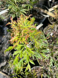 Thumbnail for Acer palmatum 'Demi Sec' Green Dwarf Japanese Maple - Maple Ridge Nursery