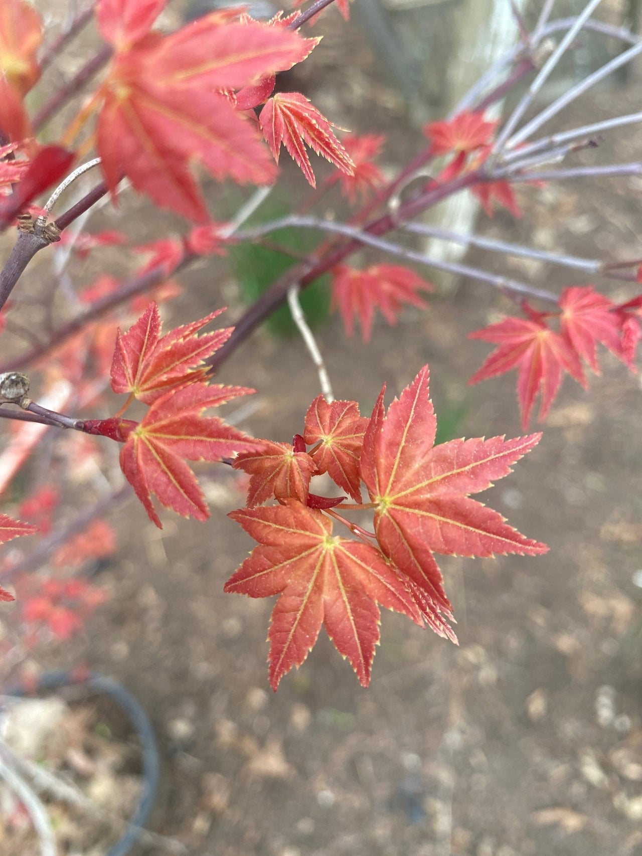 Acer palmatum 'Deshojo' Rare Corallinum Japanese Maple - Maple Ridge Nursery