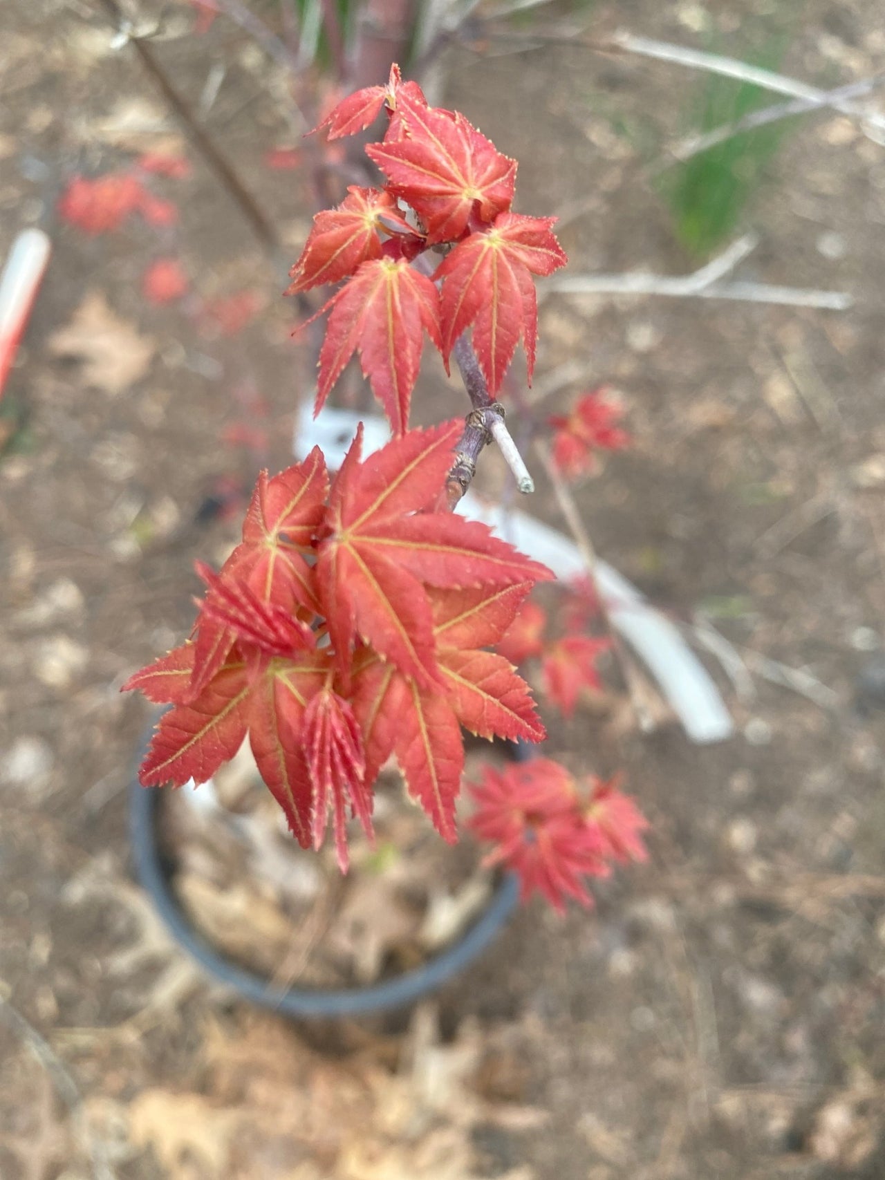 Acer palmatum 'Deshojo' Rare Corallinum Japanese Maple - Maple Ridge Nursery