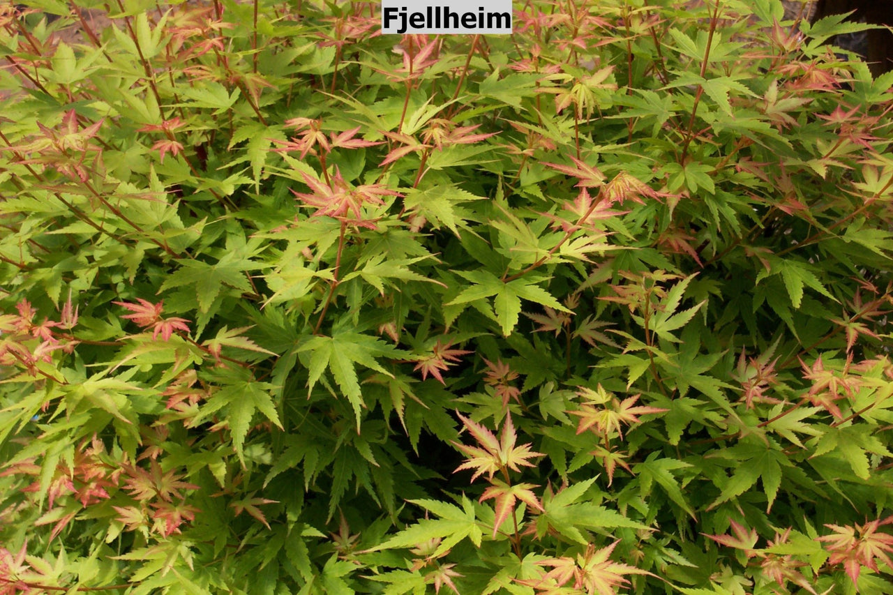 Acer palmatum 'Fjellheim' Coral Bark Japanese Maple - Maple Ridge Nursery