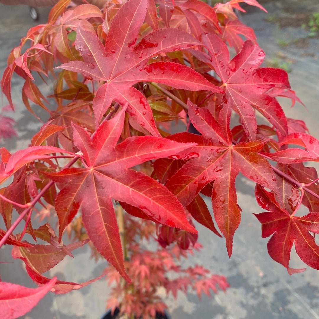 Acer palmatum 'Gable's Glory' Color Changing Japanese Maple (Pre-Order) - Maple Ridge Nursery