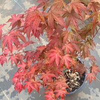Thumbnail for Acer palmatum 'Gable's Glory' Color Changing Japanese Maple (Pre-Order) - Maple Ridge Nursery
