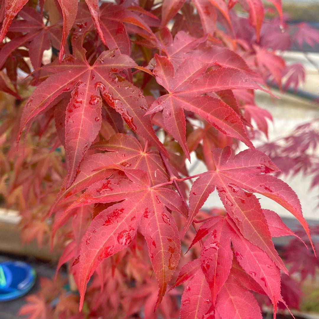 Acer palmatum 'Gable's Glory' Color Changing Japanese Maple (Pre-Order) - Maple Ridge Nursery
