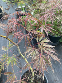 Thumbnail for Acer palmatum 'Garnet Tower' Red Lace Leaf Japanese Maple - Maple Ridge Nursery