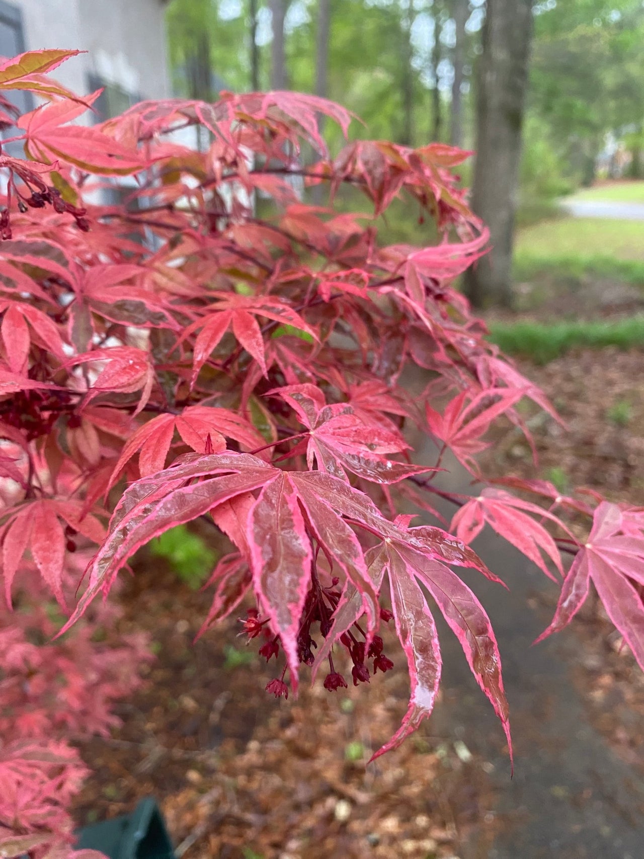 Acer palmatum 'Geisha Gone Wild' Variegated Japanese Maple - Maple Ridge Nursery