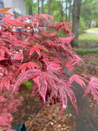 Thumbnail for Acer palmatum 'Geisha Gone Wild' Variegated Japanese Maple - Maple Ridge Nursery