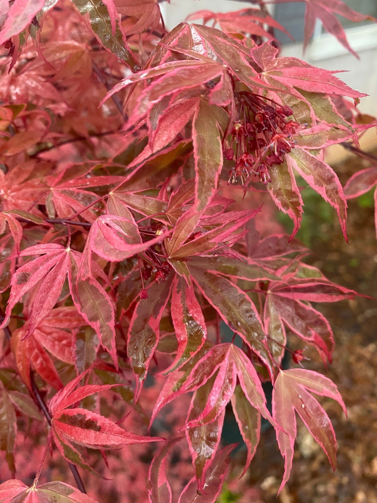 Acer palmatum 'Geisha Gone Wild' Variegated Japanese Maple - Maple Ridge Nursery