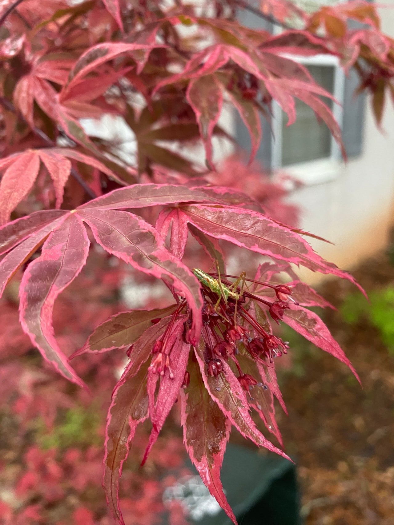 Acer palmatum 'Geisha Gone Wild' Variegated Japanese Maple - Maple Ridge Nursery