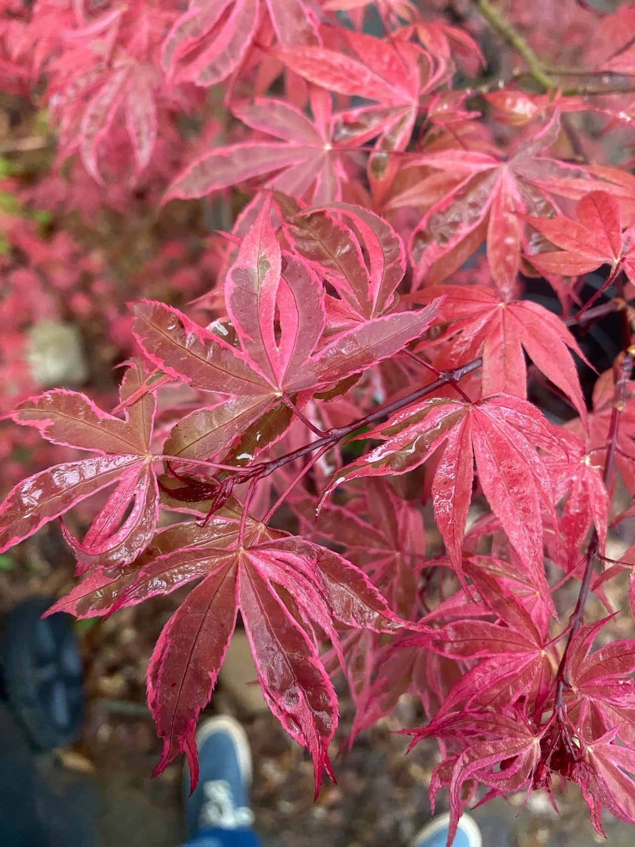 Acer palmatum 'Geisha Gone Wild' Variegated Japanese Maple - Maple Ridge Nursery