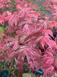 Thumbnail for Acer palmatum 'Geisha Gone Wild' Variegated Japanese Maple - Maple Ridge Nursery