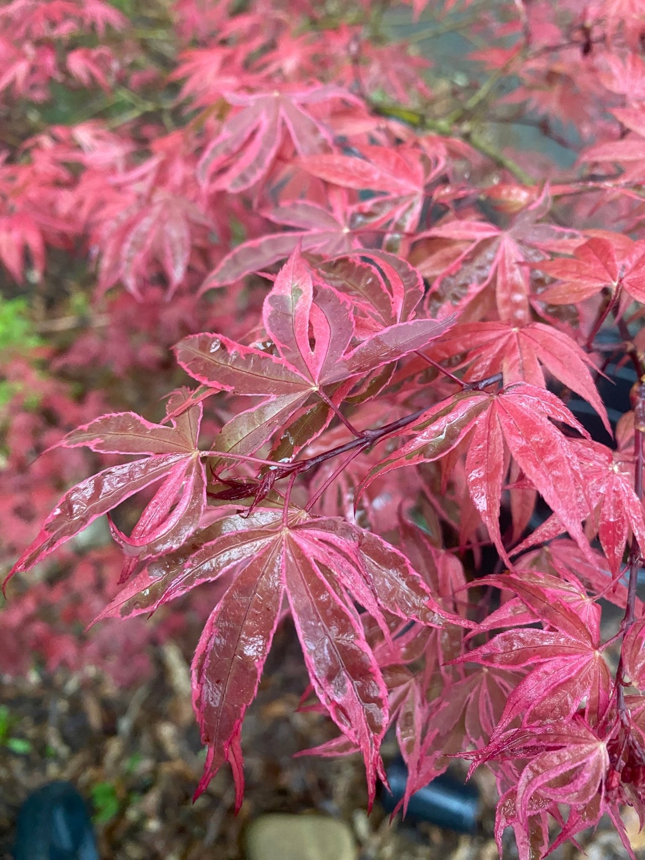 Acer palmatum 'Geisha Gone Wild' Variegated Japanese Maple - Maple Ridge Nursery