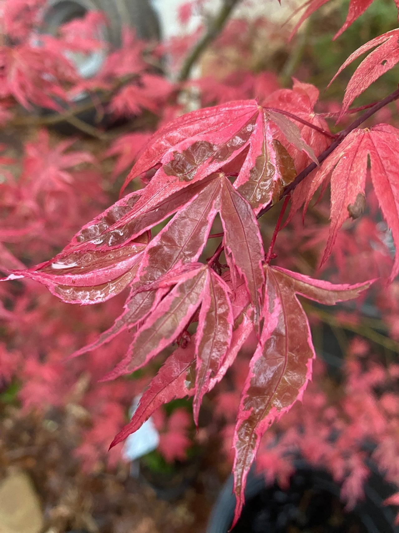 Acer palmatum 'Geisha Gone Wild' Variegated Japanese Maple - Maple Ridge Nursery