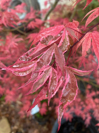 Thumbnail for Acer palmatum 'Geisha Gone Wild' Variegated Japanese Maple - Maple Ridge Nursery