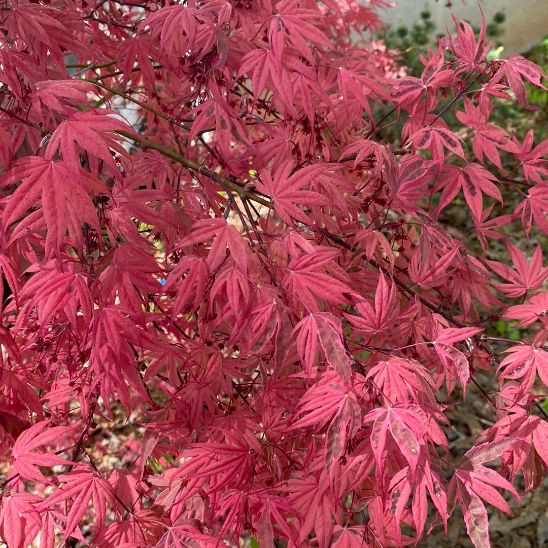 Acer palmatum 'Geisha Gone Wild' Variegated Japanese Maple (Pre-Order) - Maple Ridge Nursery