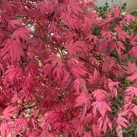 Thumbnail for Acer palmatum 'Geisha Gone Wild' Variegated Japanese Maple (Pre-Order) - Maple Ridge Nursery