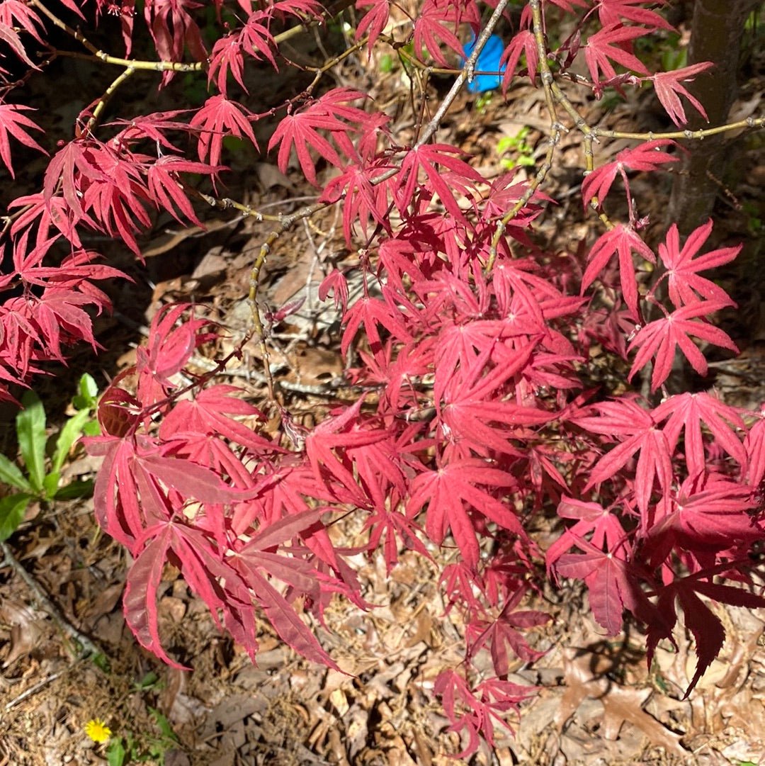 Acer palmatum 'Geisha Gone Wild' Variegated Japanese Maple (Pre-Order) - Maple Ridge Nursery