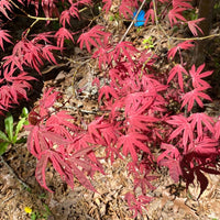 Thumbnail for Acer palmatum 'Geisha Gone Wild' Variegated Japanese Maple (Pre-Order) - Maple Ridge Nursery
