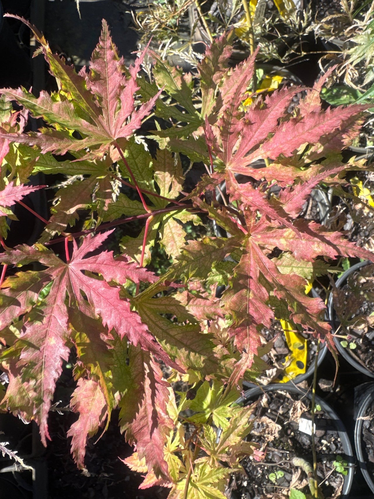 Acer palmatum 'Grandma's Ghost' Reticulated Japanese Maple - Maple Ridge Nursery