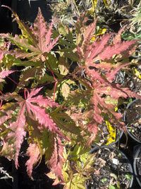 Thumbnail for Acer palmatum 'Grandma's Ghost' Reticulated Japanese Maple - Maple Ridge Nursery
