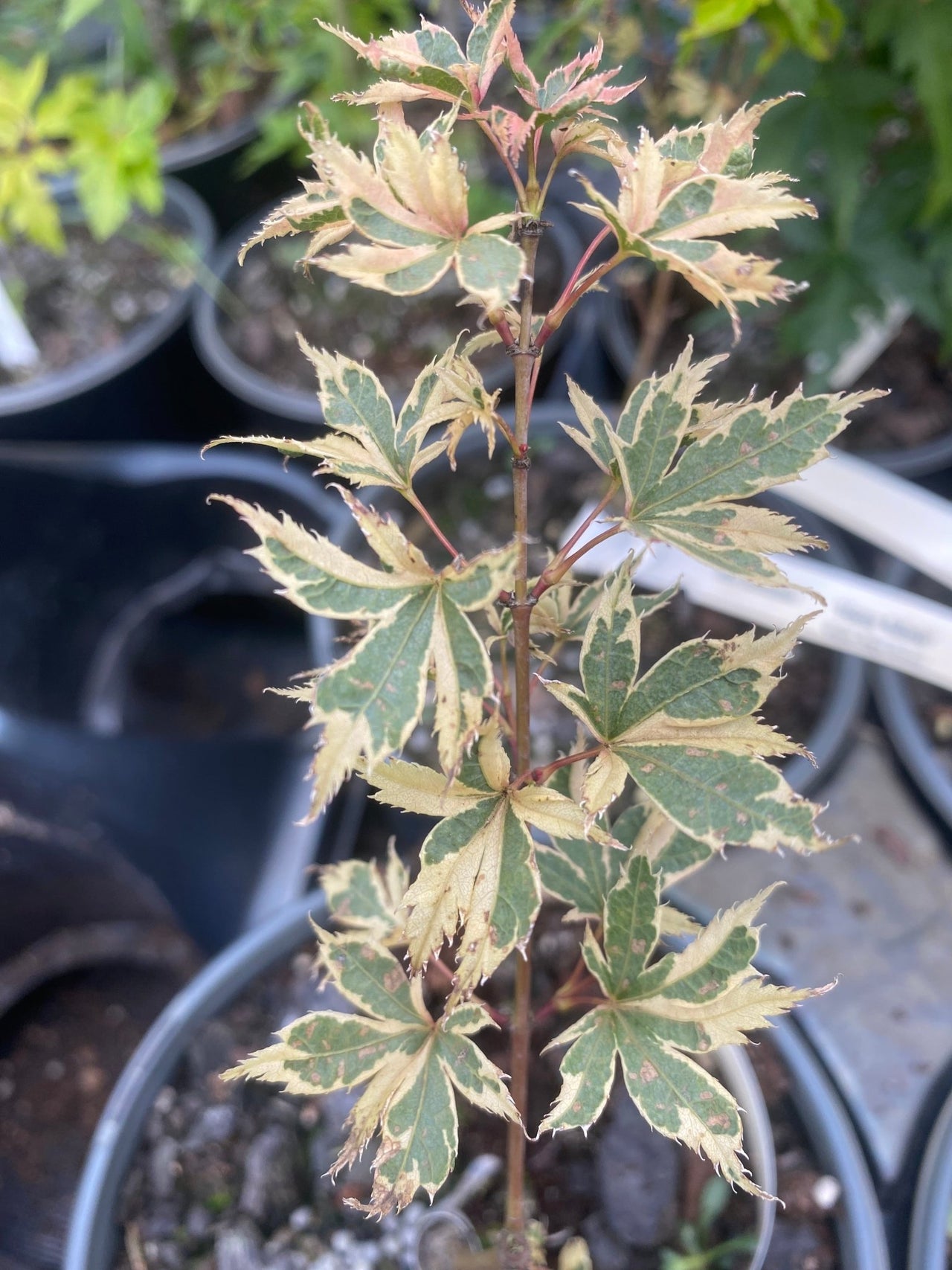 Acer palmatum 'Hana fubuki' Variegated Japanese Maple - Maple Ridge Nursery