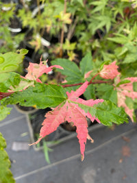 Thumbnail for Acer palmatum 'Harold's Pink and White' Variegated Japanese Maple - Maple Ridge Nursery