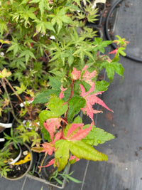 Thumbnail for Acer palmatum 'Harold's Pink and White' Variegated Japanese Maple - Maple Ridge Nursery