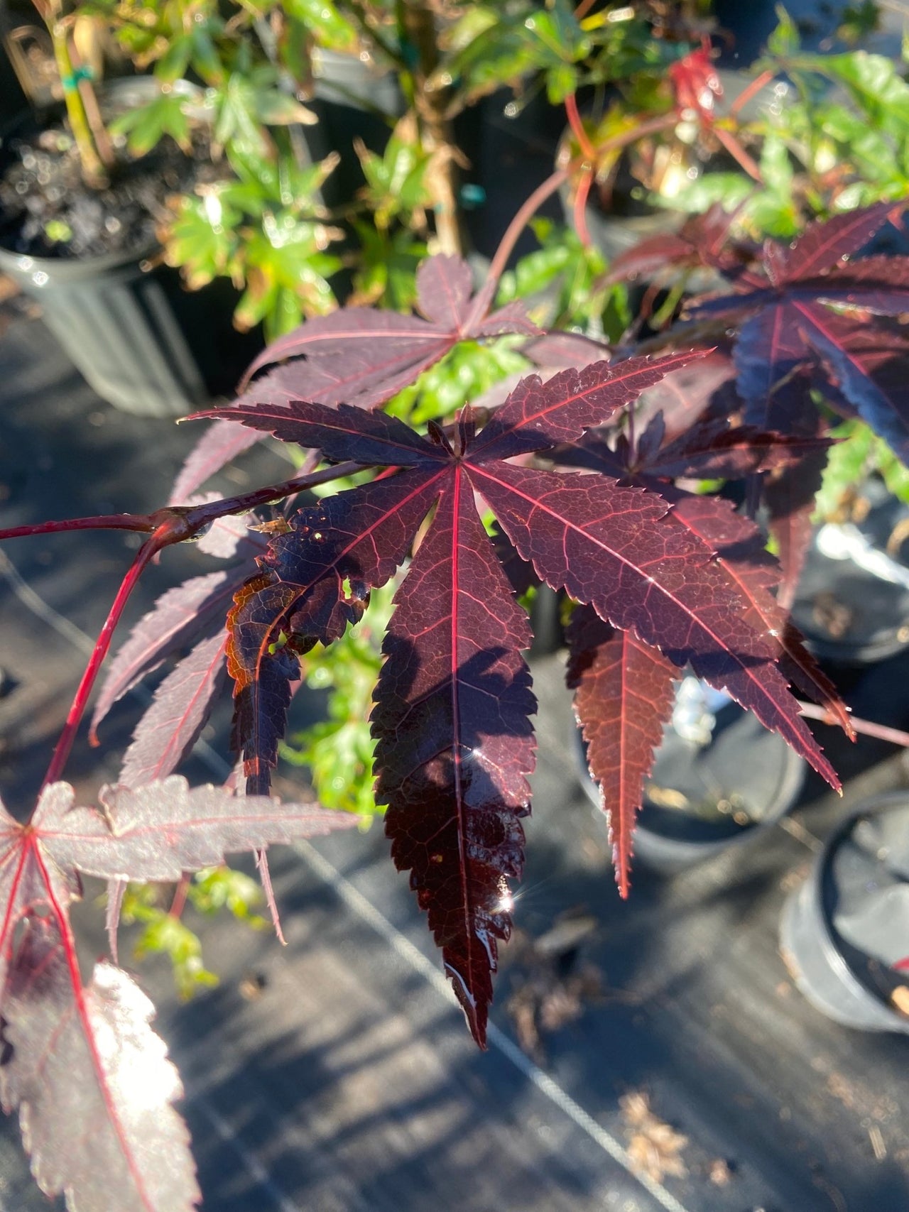 Acer palmatum 'Hefner's Red Select' Red Upright Japanese Maple - Maple Ridge Nursery