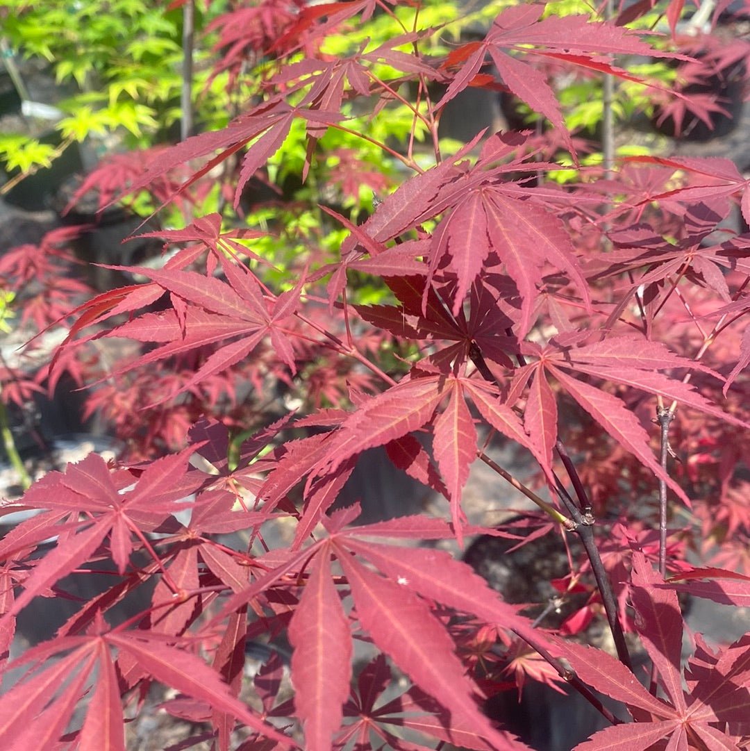 Acer palmatum 'Hilleri' Red Japanese Maple (Pre-Order) - Maple Ridge Nursery