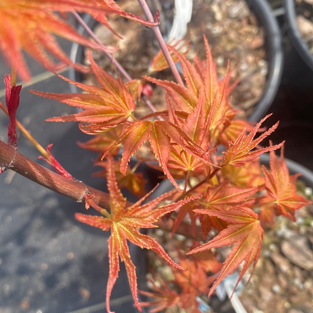 Acer palmatum 'Hino Tori Nishiki' Rare Japanese Maple - Maple Ridge Nursery