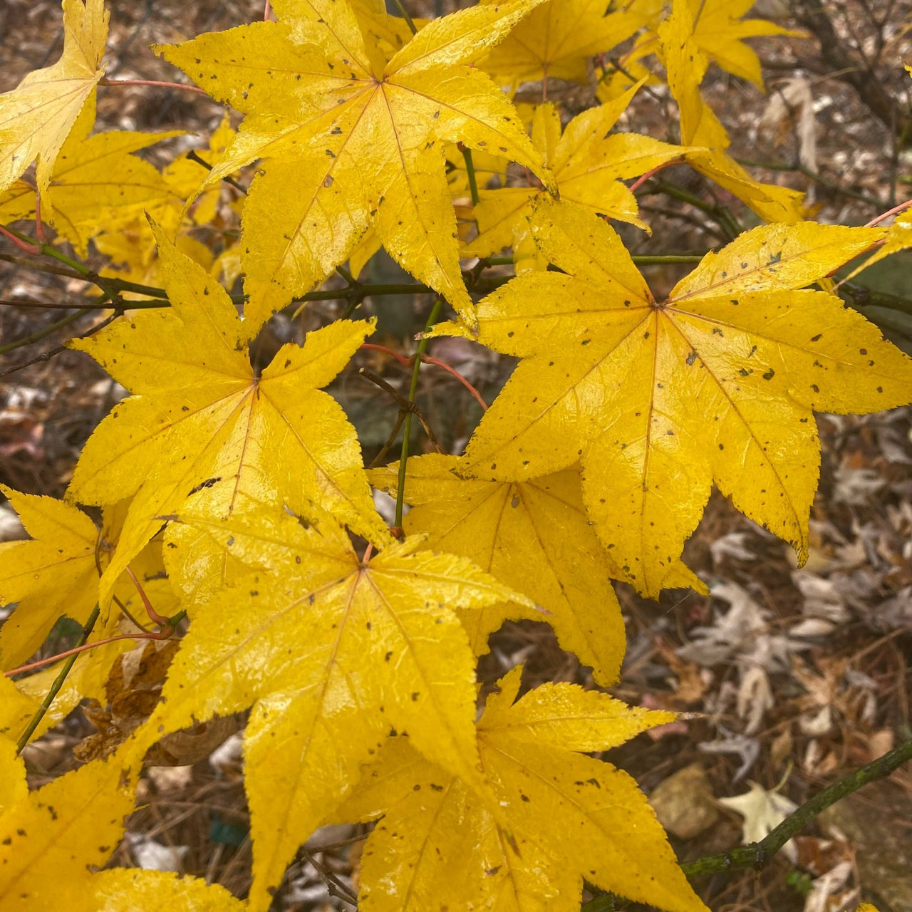 Acer palmatum 'Hogyoku' Green Japanese Maple - Maple Ridge Nursery