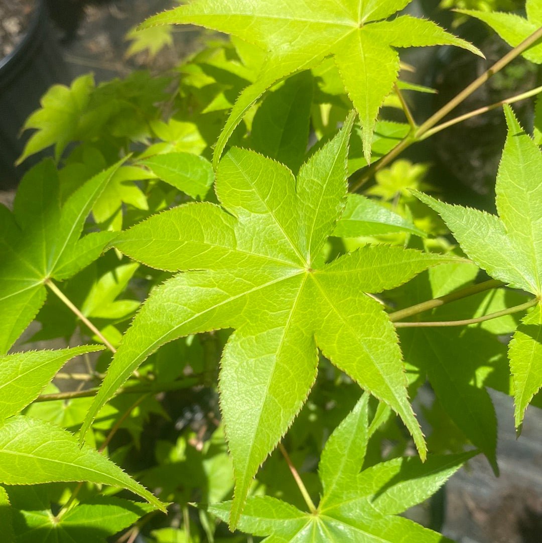 Acer palmatum 'Hogyoku' Green Japanese Maple - Maple Ridge Nursery