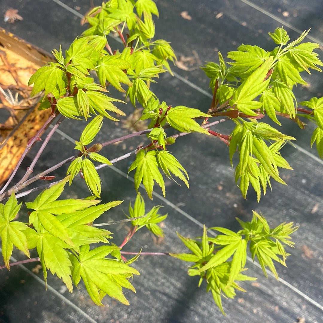 Acer palmatum 'Hoshi Zora' Weeping Japanese Maple - Maple Ridge Nursery