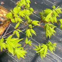 Thumbnail for Acer palmatum 'Hoshi Zora' Weeping Japanese Maple - Maple Ridge Nursery