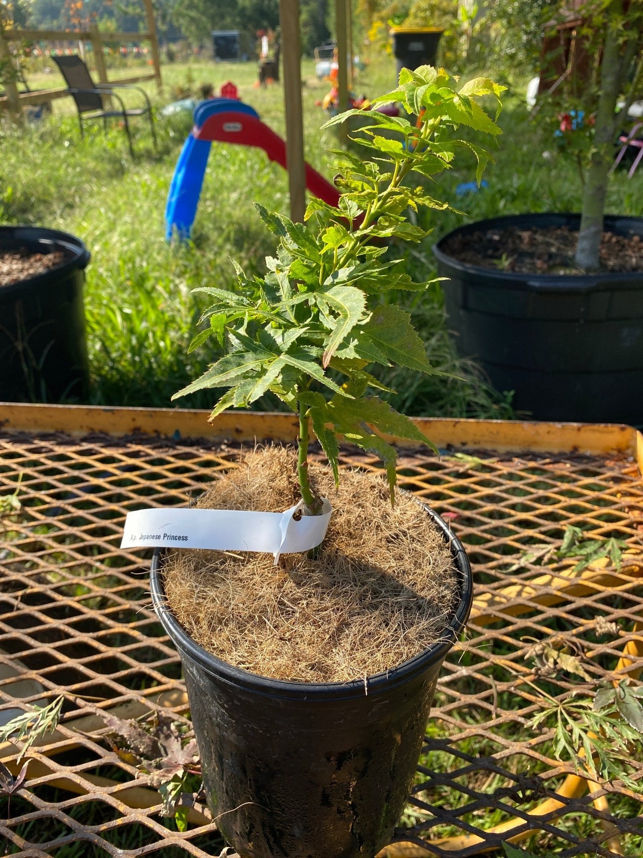 Acer palmatum 'Japanese Princess' Dwarf Japanese Maple - Maple Ridge Nursery