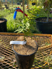 Thumbnail for Acer palmatum 'Japanese Princess' Dwarf Japanese Maple - Maple Ridge Nursery