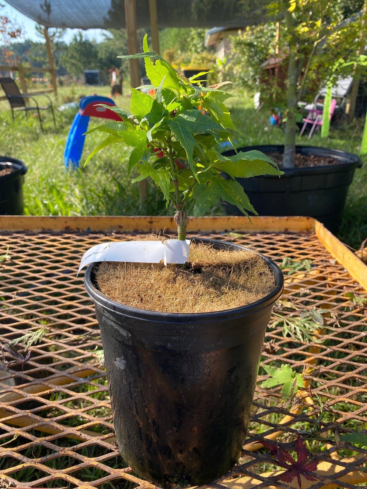 Acer palmatum 'Japanese Princess' Dwarf Japanese Maple - Maple Ridge Nursery