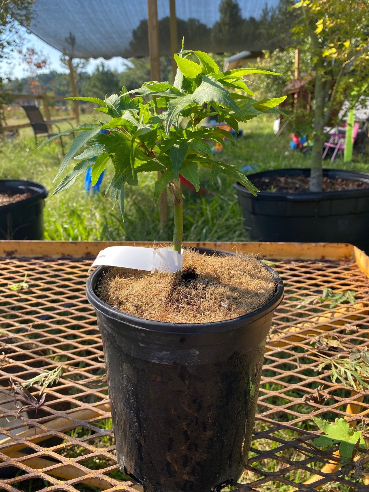 Acer palmatum 'Japanese Princess' Dwarf Japanese Maple - Maple Ridge Nursery