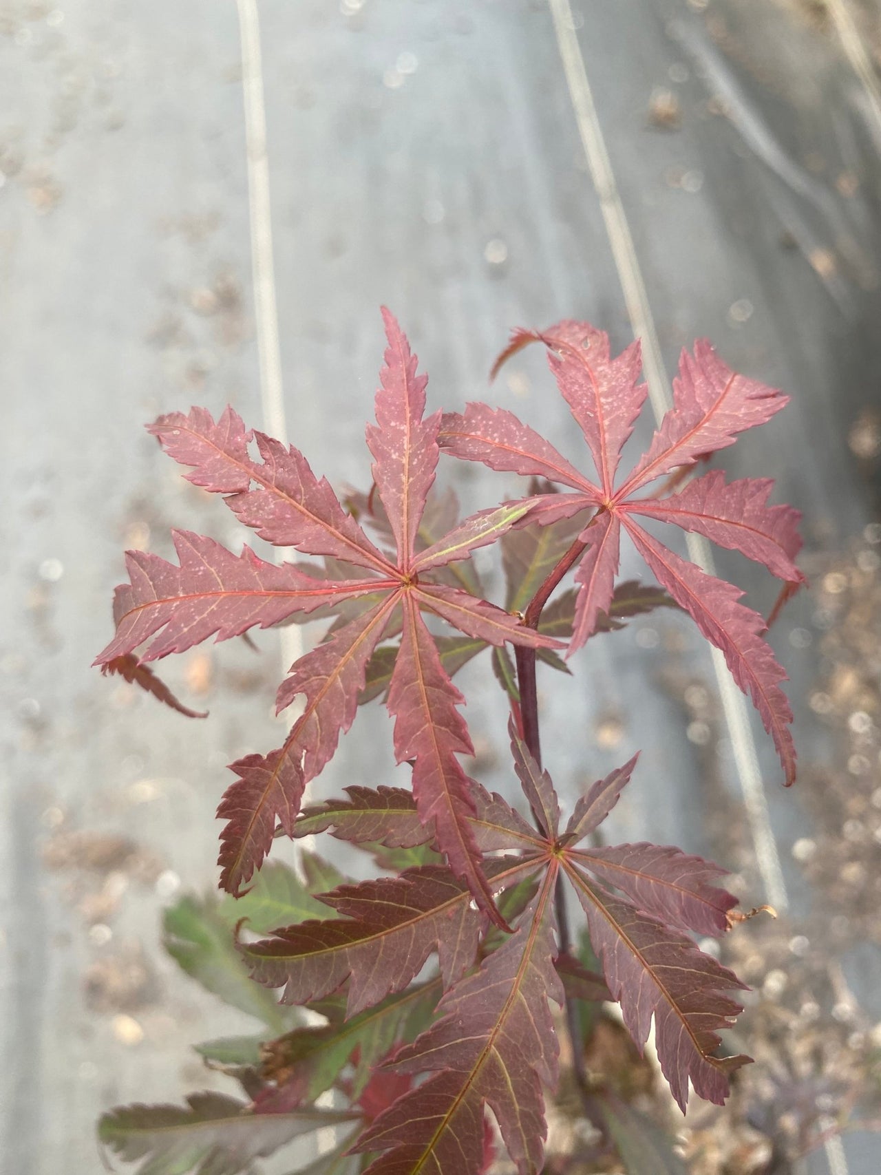 Acer palmatum 'Jubilee' (Red) - Maple Ridge Nursery