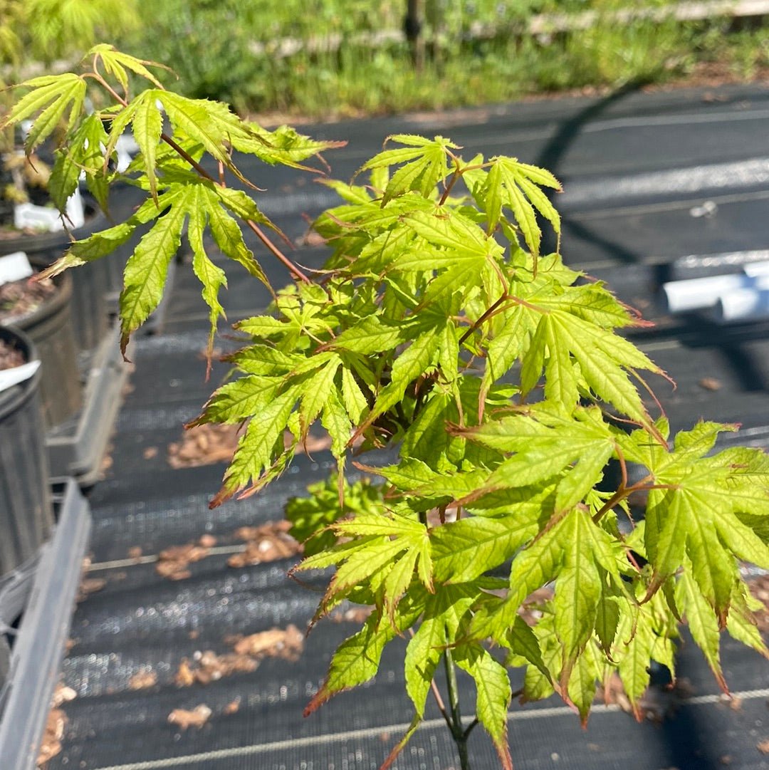 Acer palmatum 'Julia' Reticulated Japanese Maple - Maple Ridge Nursery