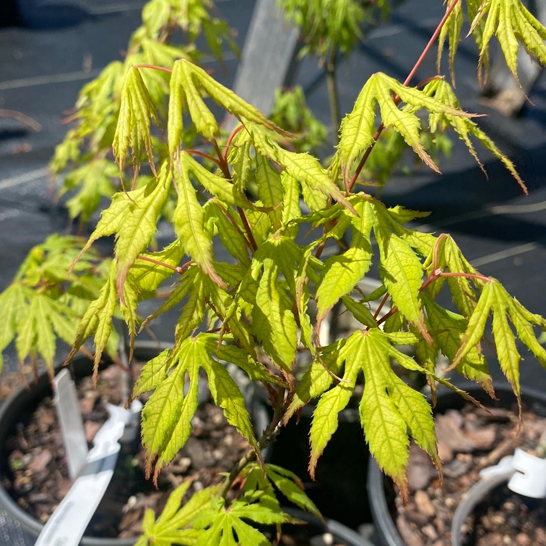 Acer palmatum 'Julia' Reticulated Japanese Maple - Maple Ridge Nursery