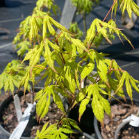 Thumbnail for Acer palmatum 'Julia' Reticulated Japanese Maple - Maple Ridge Nursery