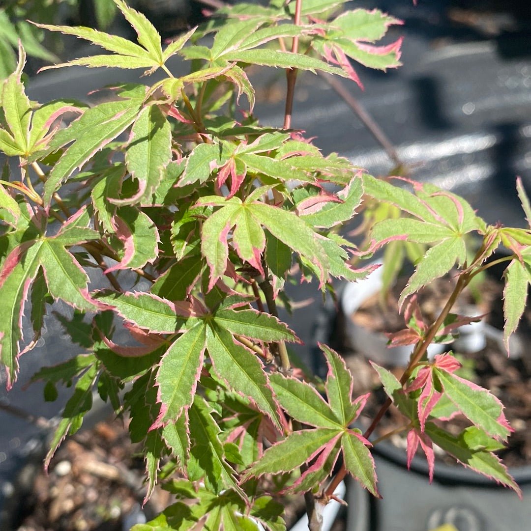 Acer palmatum 'Kara ori nishiki' Variegated Japanese Maple - Maple Ridge Nursery