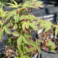 Thumbnail for Acer palmatum 'Kara ori nishiki' Variegated Japanese Maple - Maple Ridge Nursery