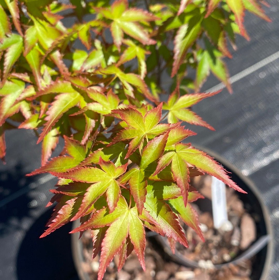 Acer palmatum 'Kiyo hime' Dwarf Japanese Maple - Maple Ridge Nursery