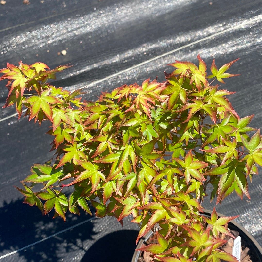 Acer palmatum 'Kiyo hime' Dwarf Japanese Maple - Maple Ridge Nursery